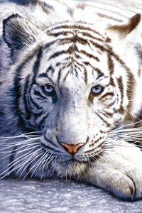 White Tiger Maxi Poster (61 x 91.5 cm)