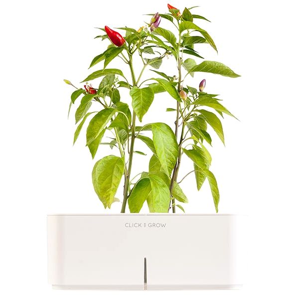 Click & Grow Starter Kit With Chili Pepper White