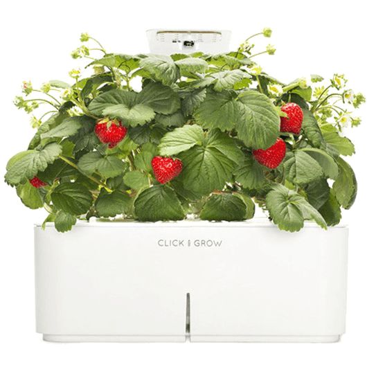Click & Grow Starter Kit With Strawberry And Lamp White