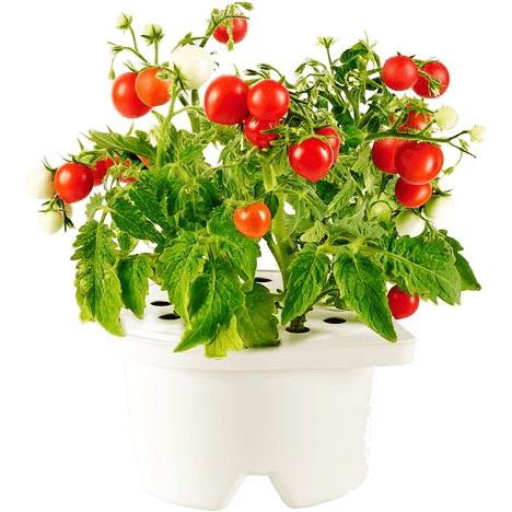Click & Grow Refill Mini Tomato White