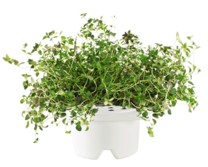 Click & Grow Refill Thyme White