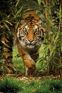 Bamboo Tiger Maxi Poster (61 x 91.5 cm)