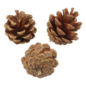 Creativ Real Pine Cones