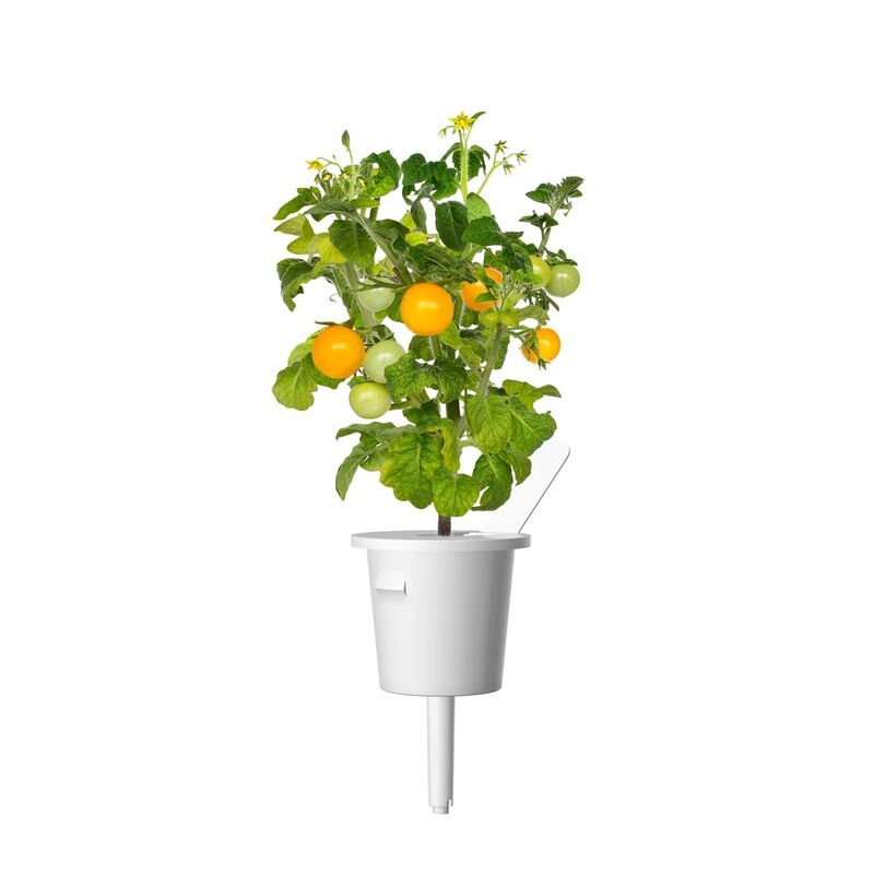 Click & Grow Yellow Mini Tomato Smart Garden refill (Pack 0f 3)